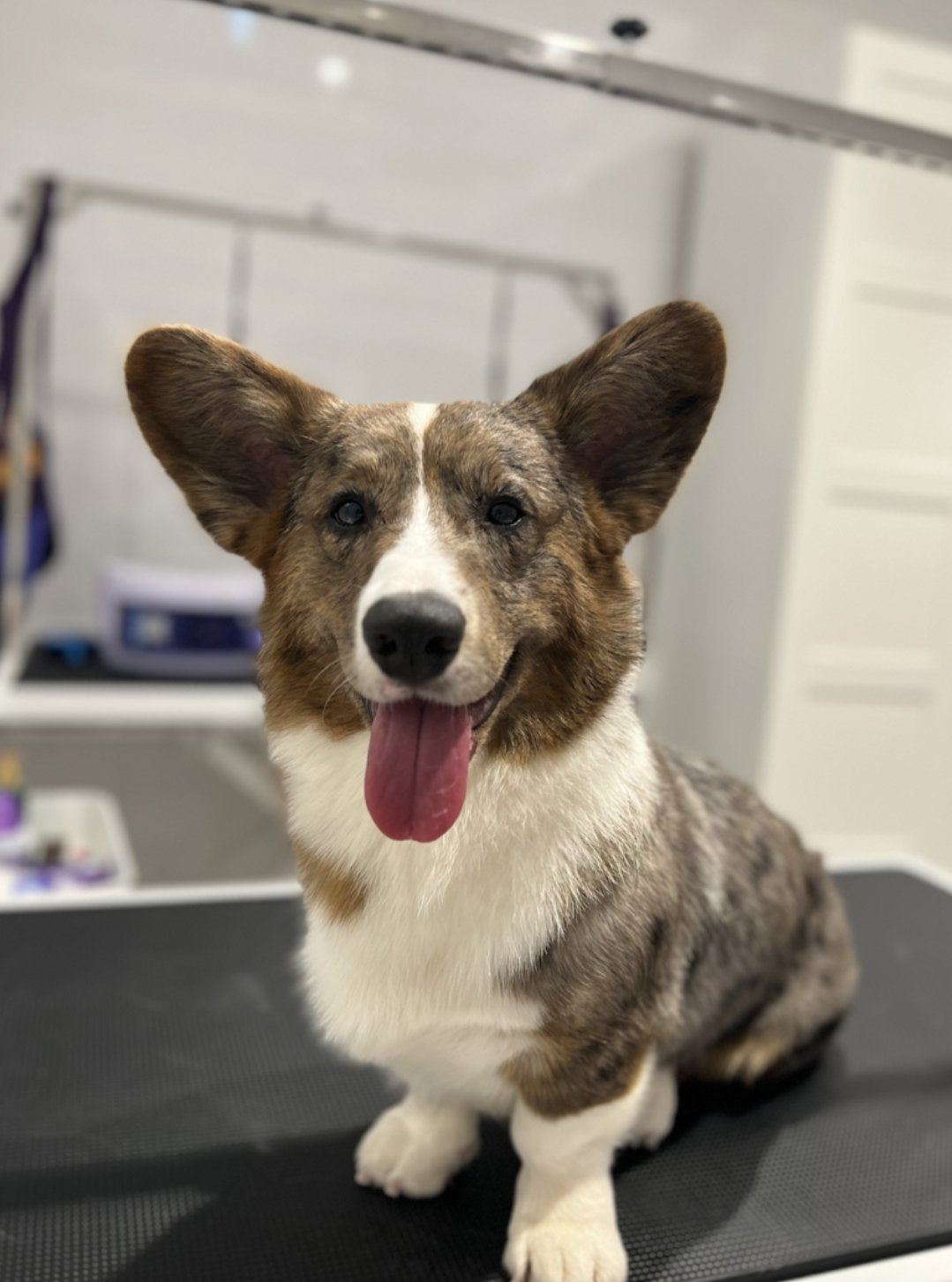 PerkPets Pet Supplies & Grooming Store - Silicon Oasis