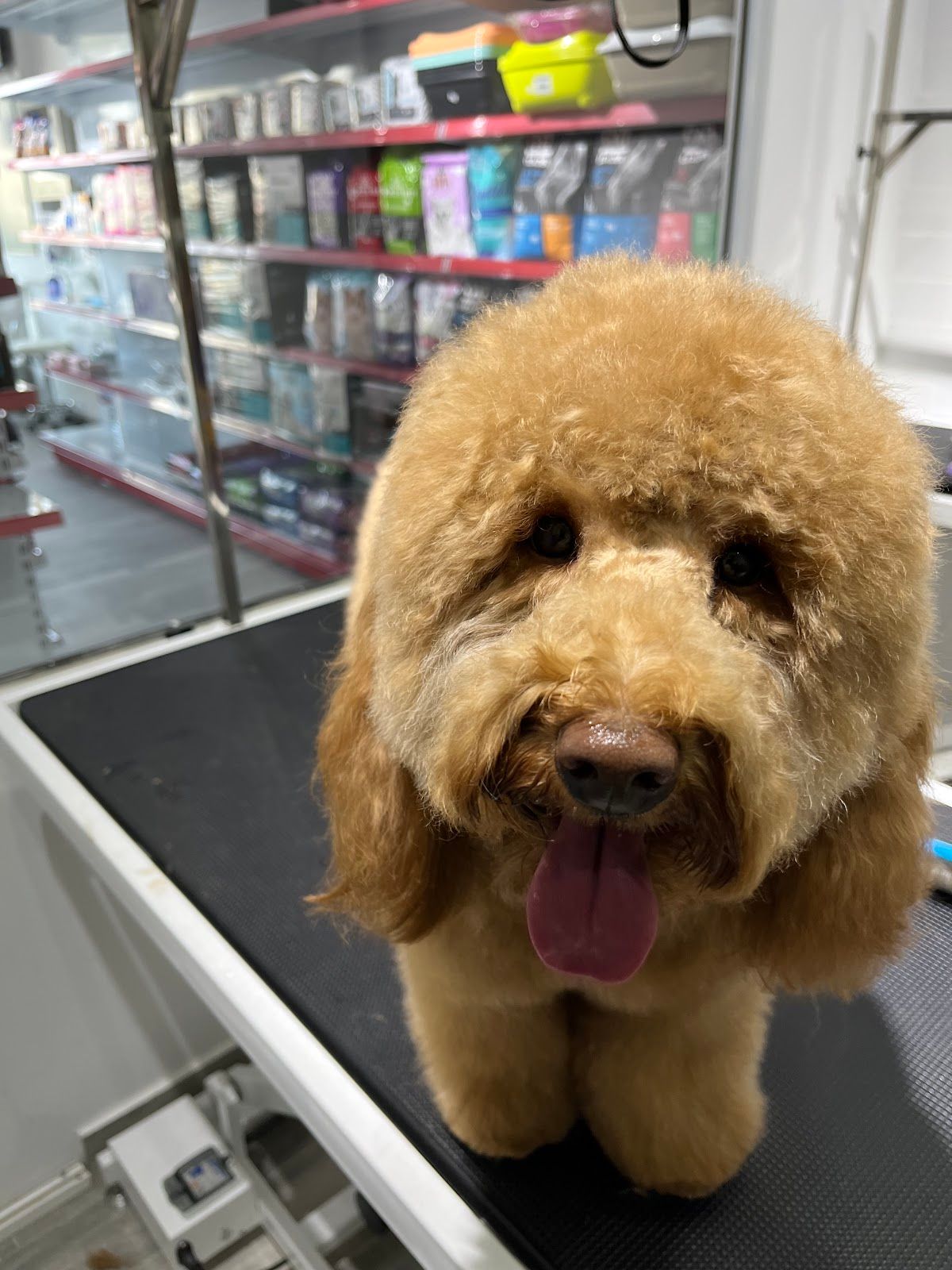 PerkPets Pet Supplies & Grooming Store - Silicon Oasis 3