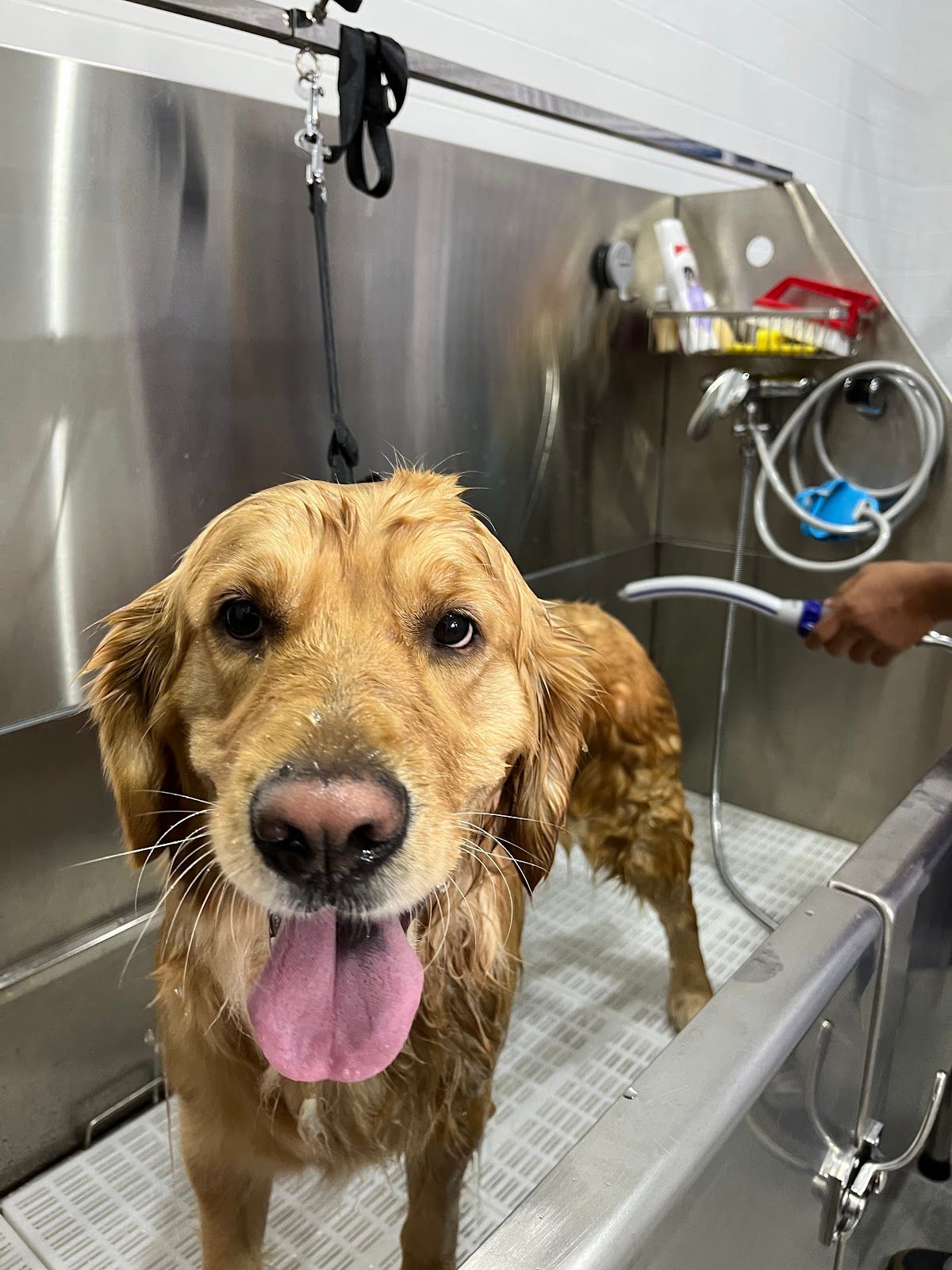 PerkPets Pet Supplies & Grooming Store - Silicon Oasis 4