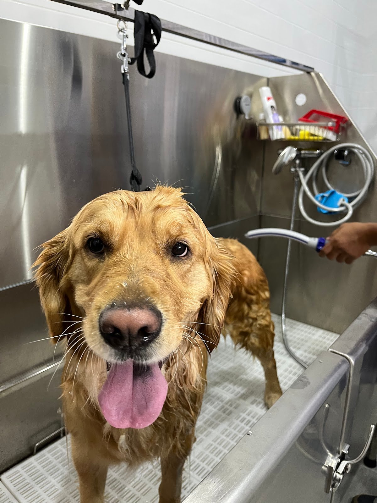 PerkPets Pet Supplies & Grooming Store - Silicon Oasis photo 4