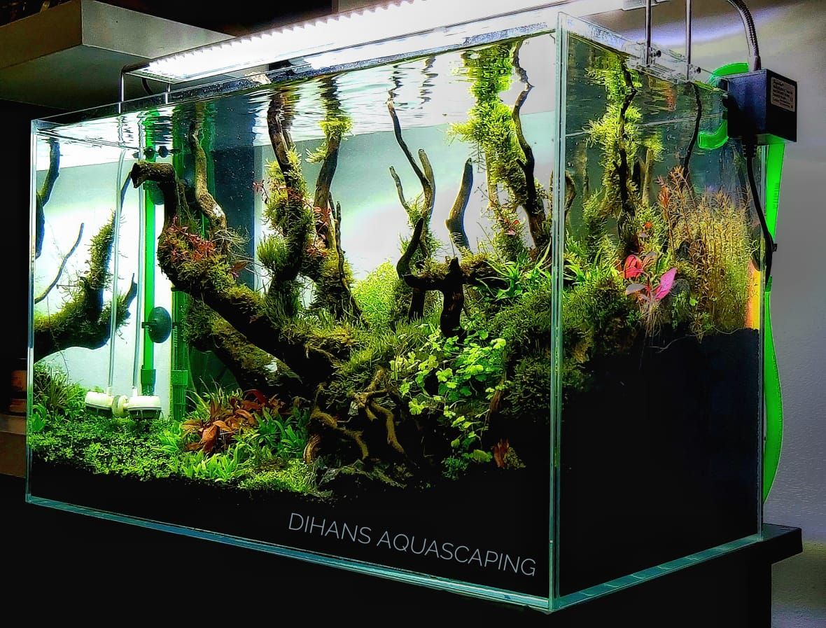 Fragrance Flowers & Aquarium Trading 3
