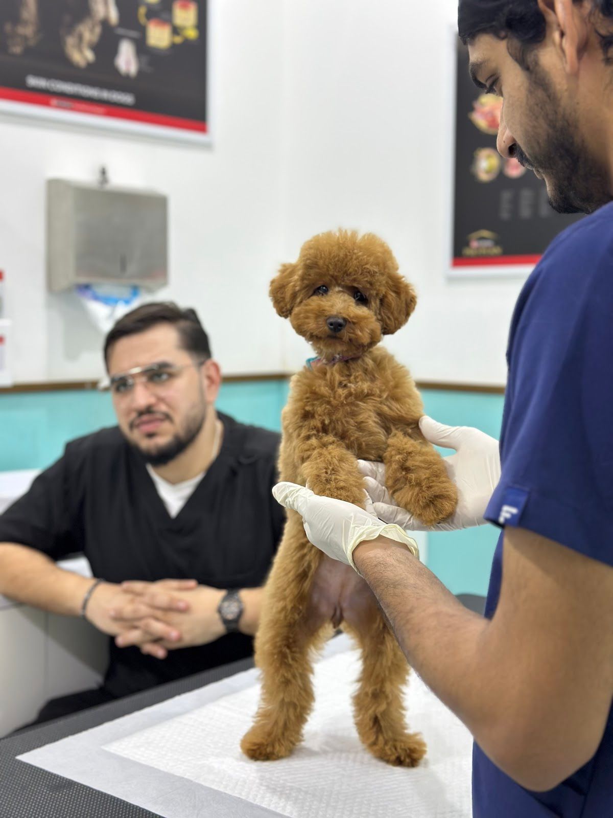 Prime Paws Veterinary Clinic LLC 2