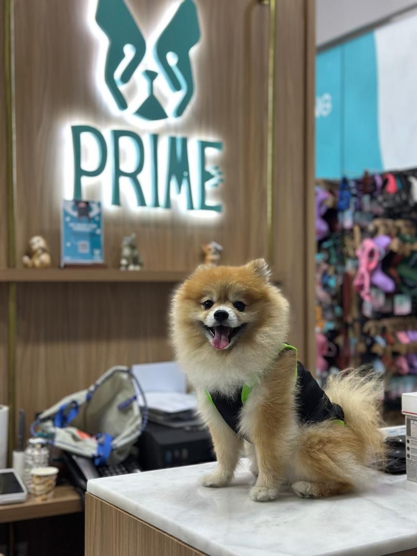 Prime Paws Veterinary Clinic LLC 4