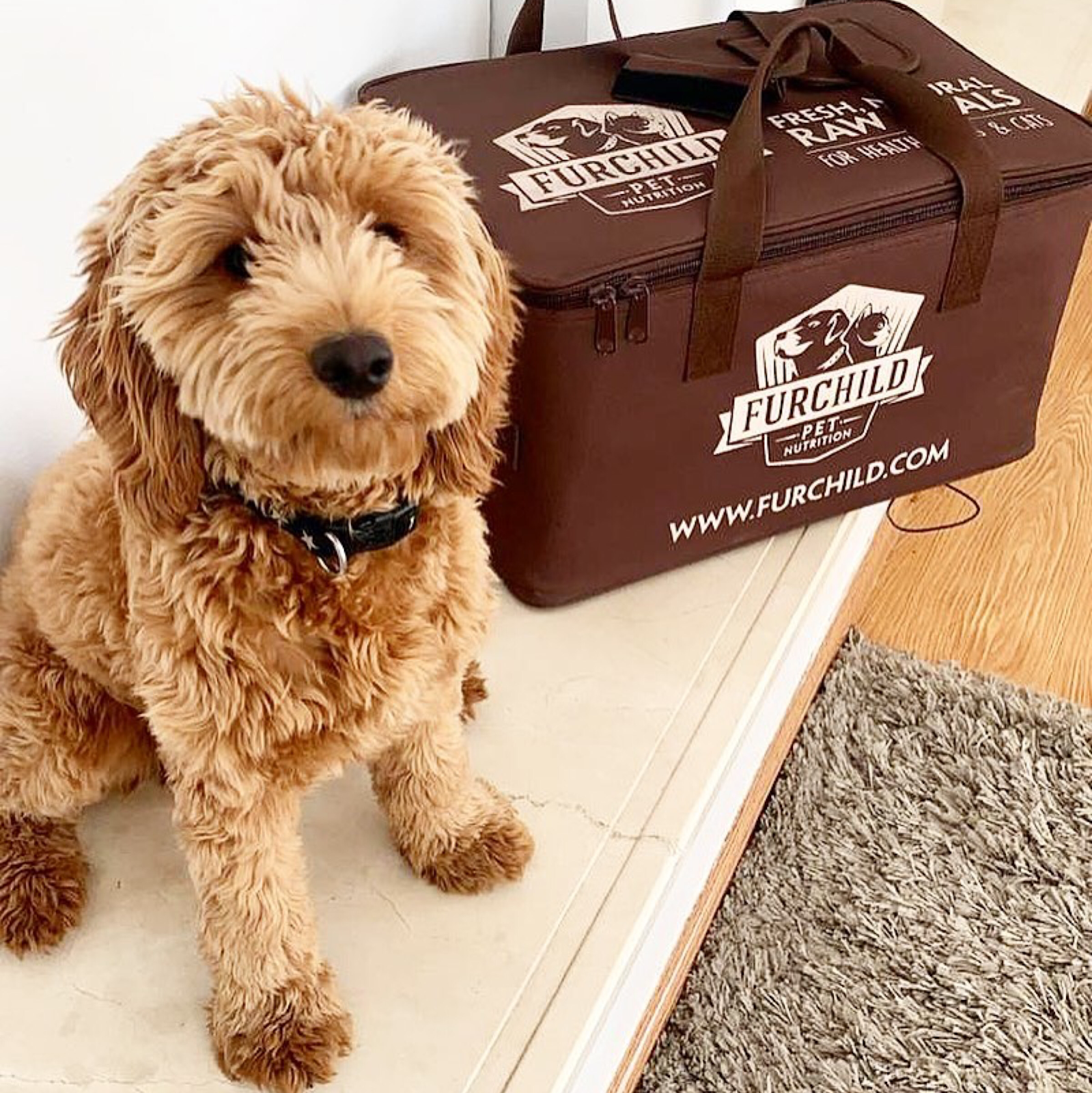 Furchild - UAE's #1 Raw Pet Food & Holistic Pet Care 3