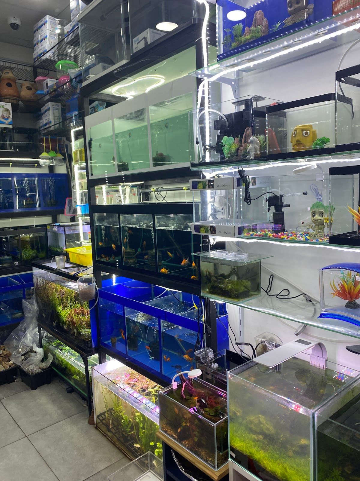 Tamam aquarium 3