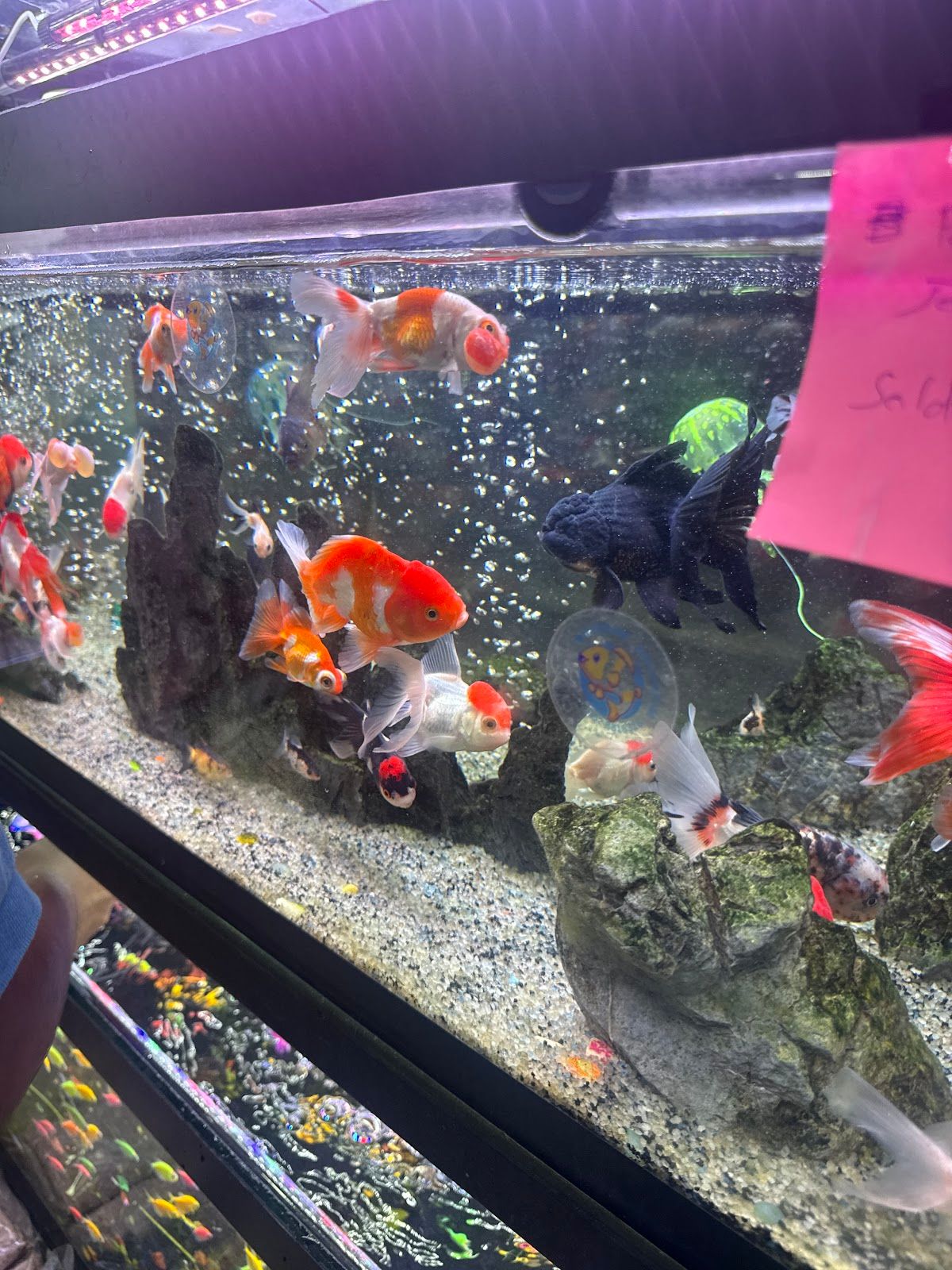 Tamam aquarium 4