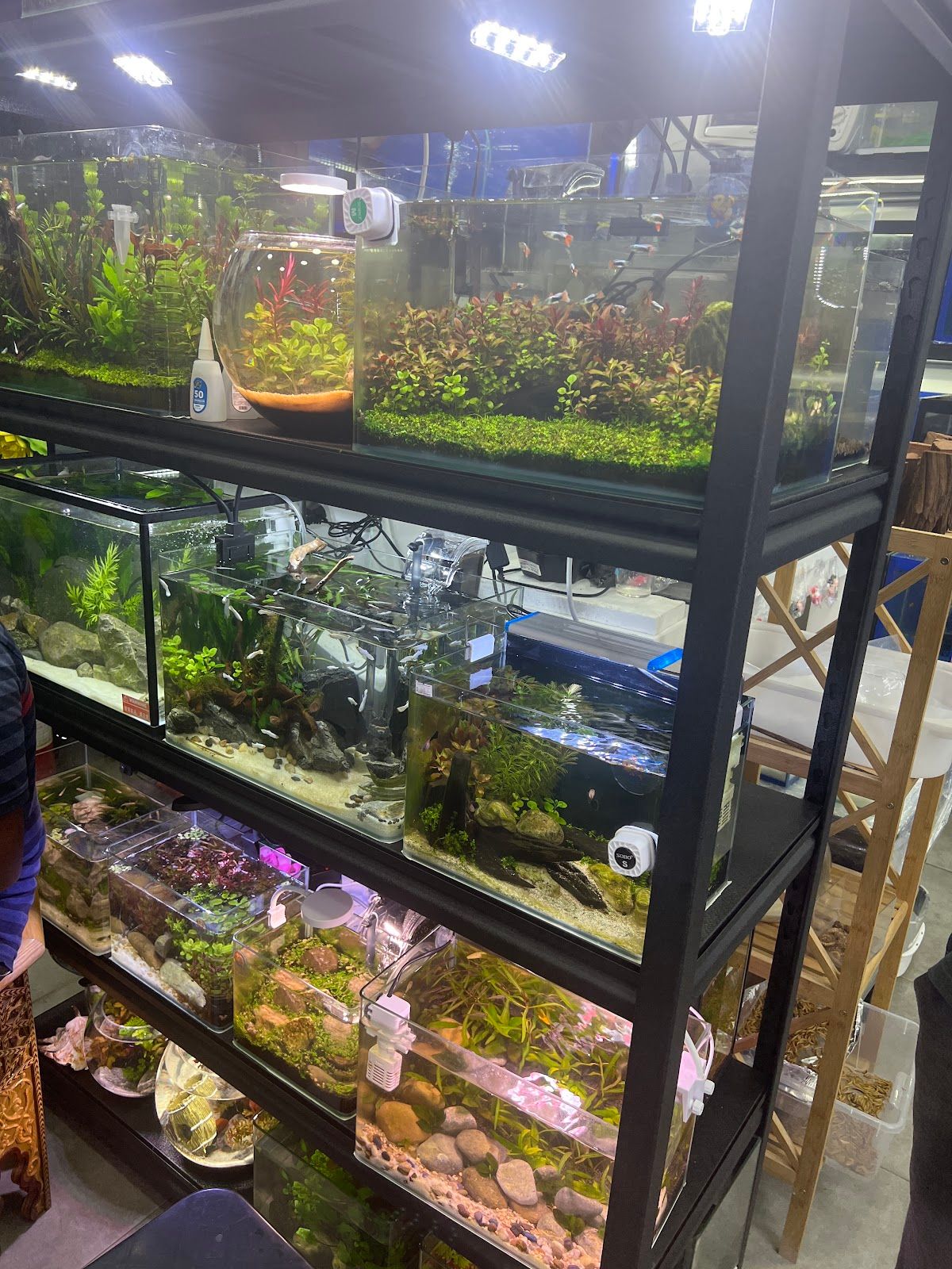 Tamam aquarium 5