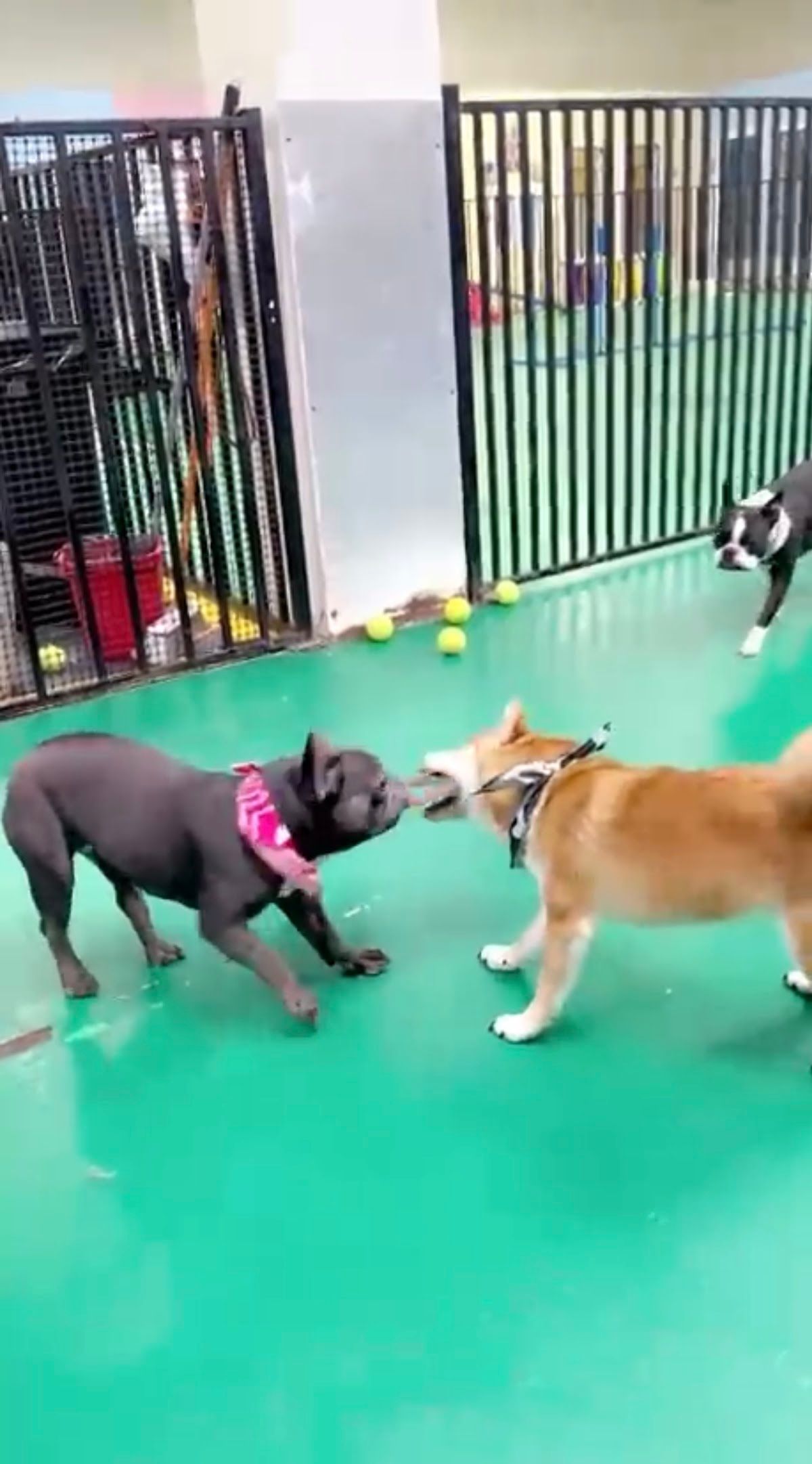 Churchwoods Pet Hotel & Daycare 2