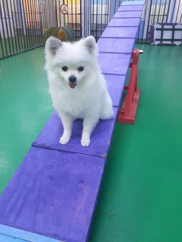 Churchwoods Pet Hotel & Daycare 4