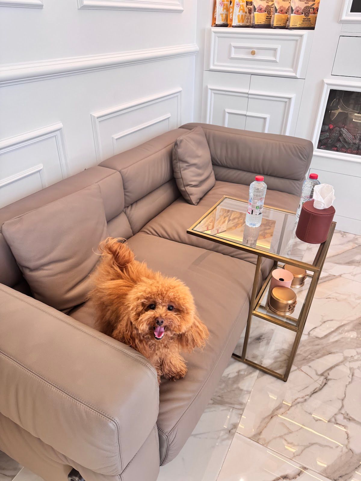 OC Pets Veterinary Clinic 3
