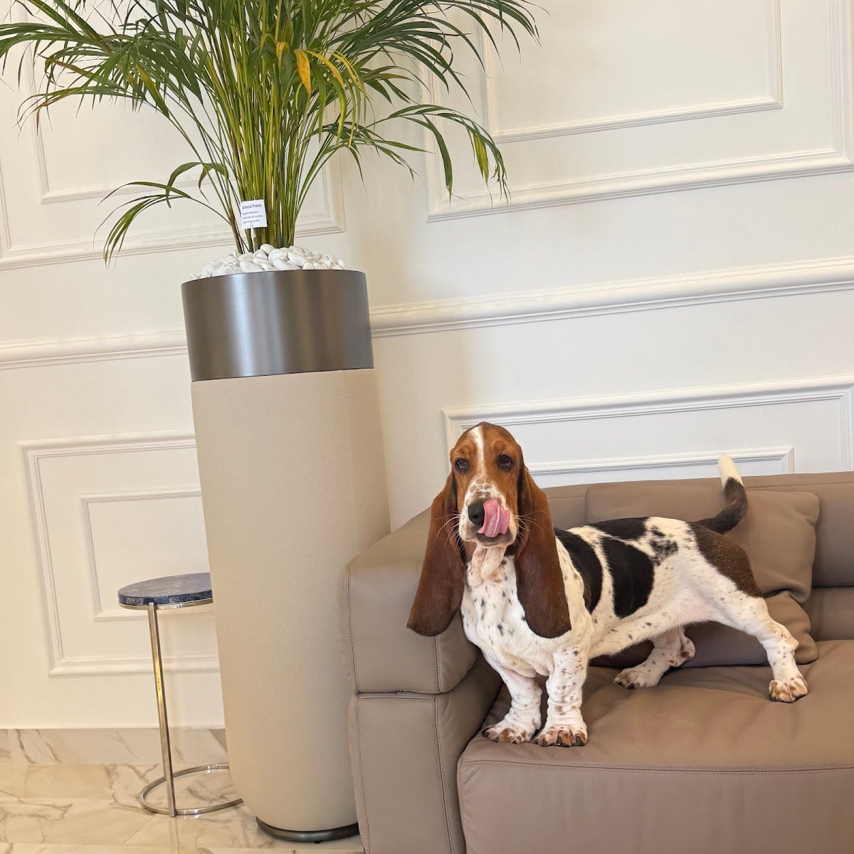 OC Pets Veterinary Clinic 4