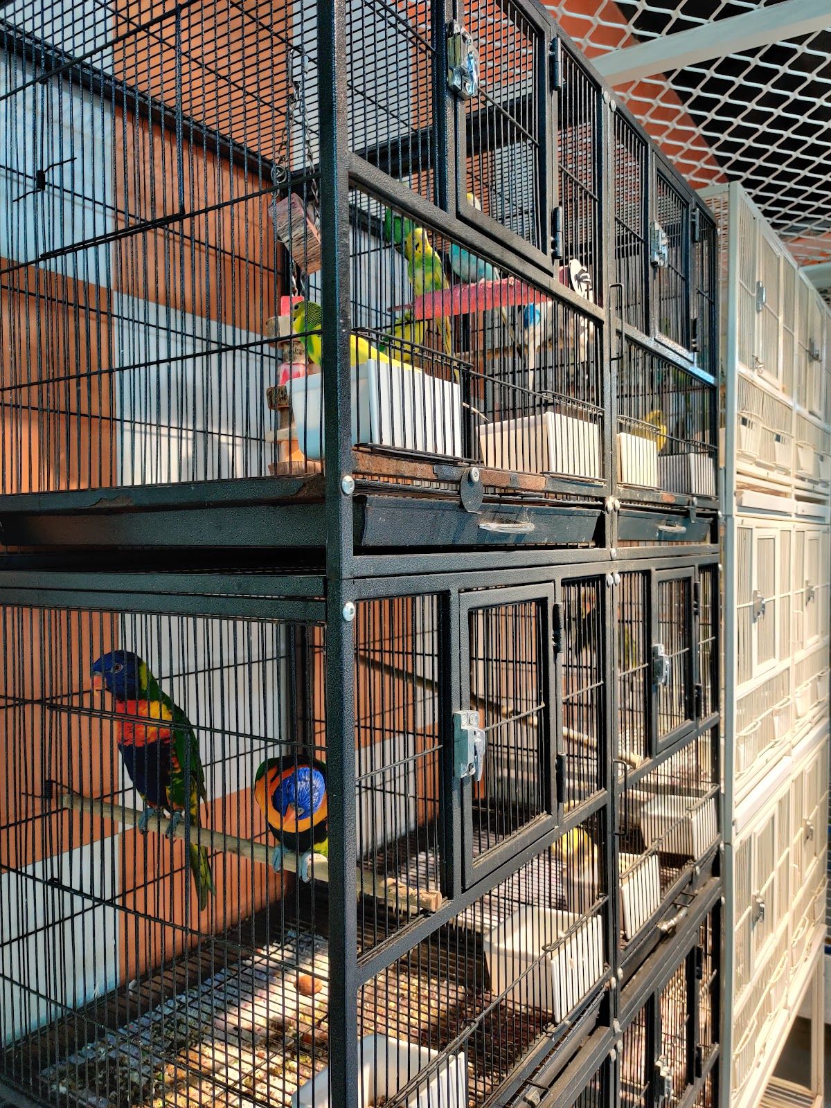 Pet Corner - Nad Al Hamar Pet Shop 2