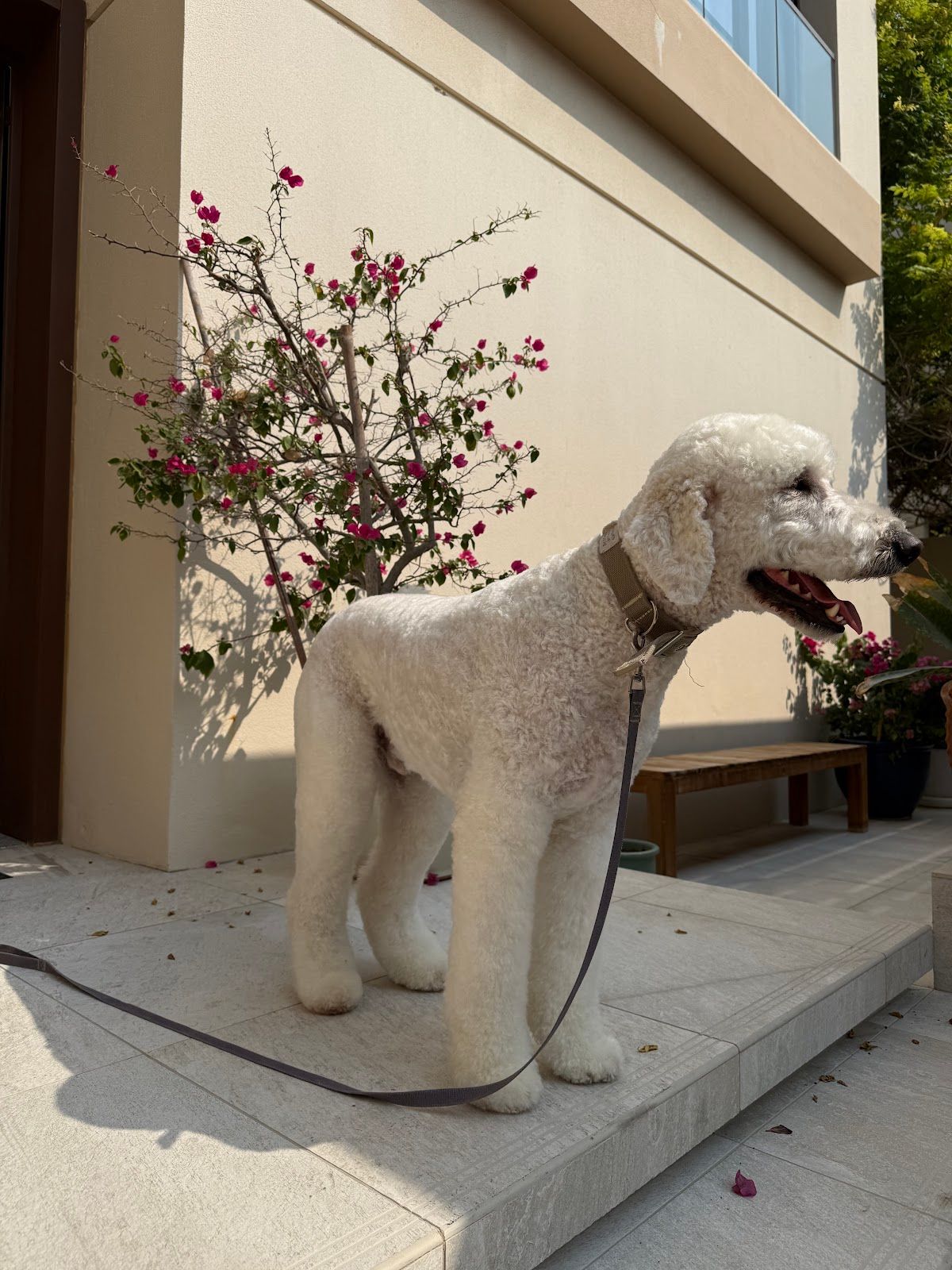 KAI AND CO PET GROOMING AND BOUTIQUE 2