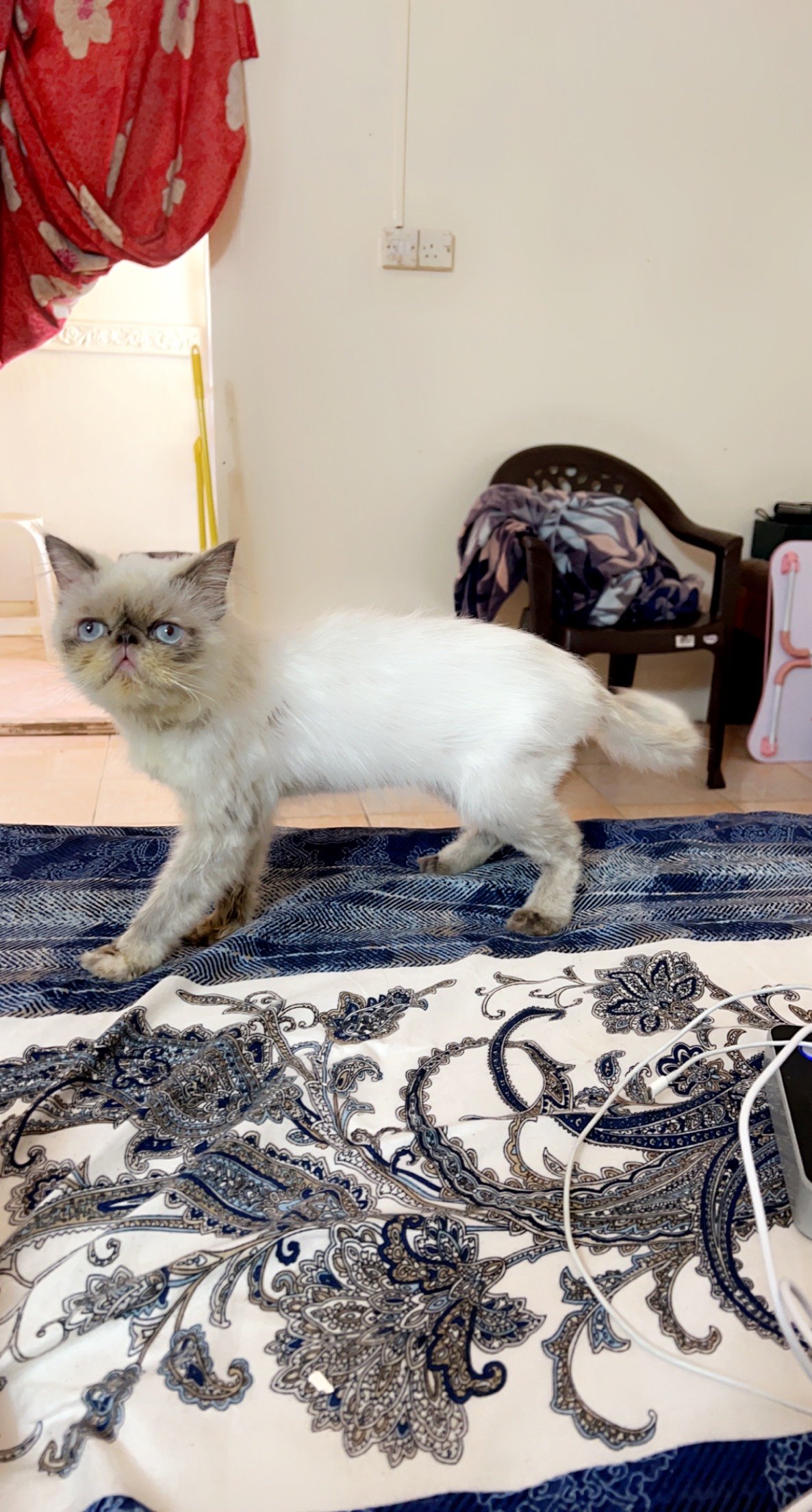 Roaya Veterinary Clinic photo 4