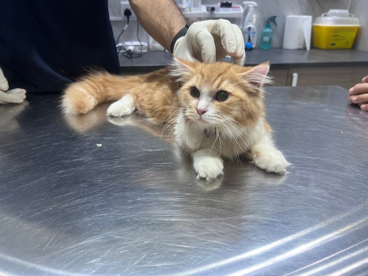 Petbook veterinary clinic photo 3