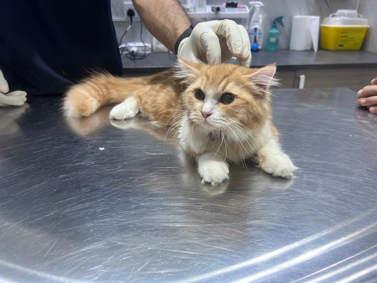 Petbook veterinary clinic 3