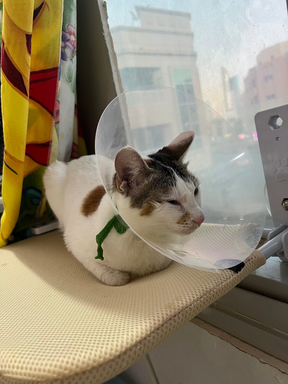 Petbook veterinary clinic 5