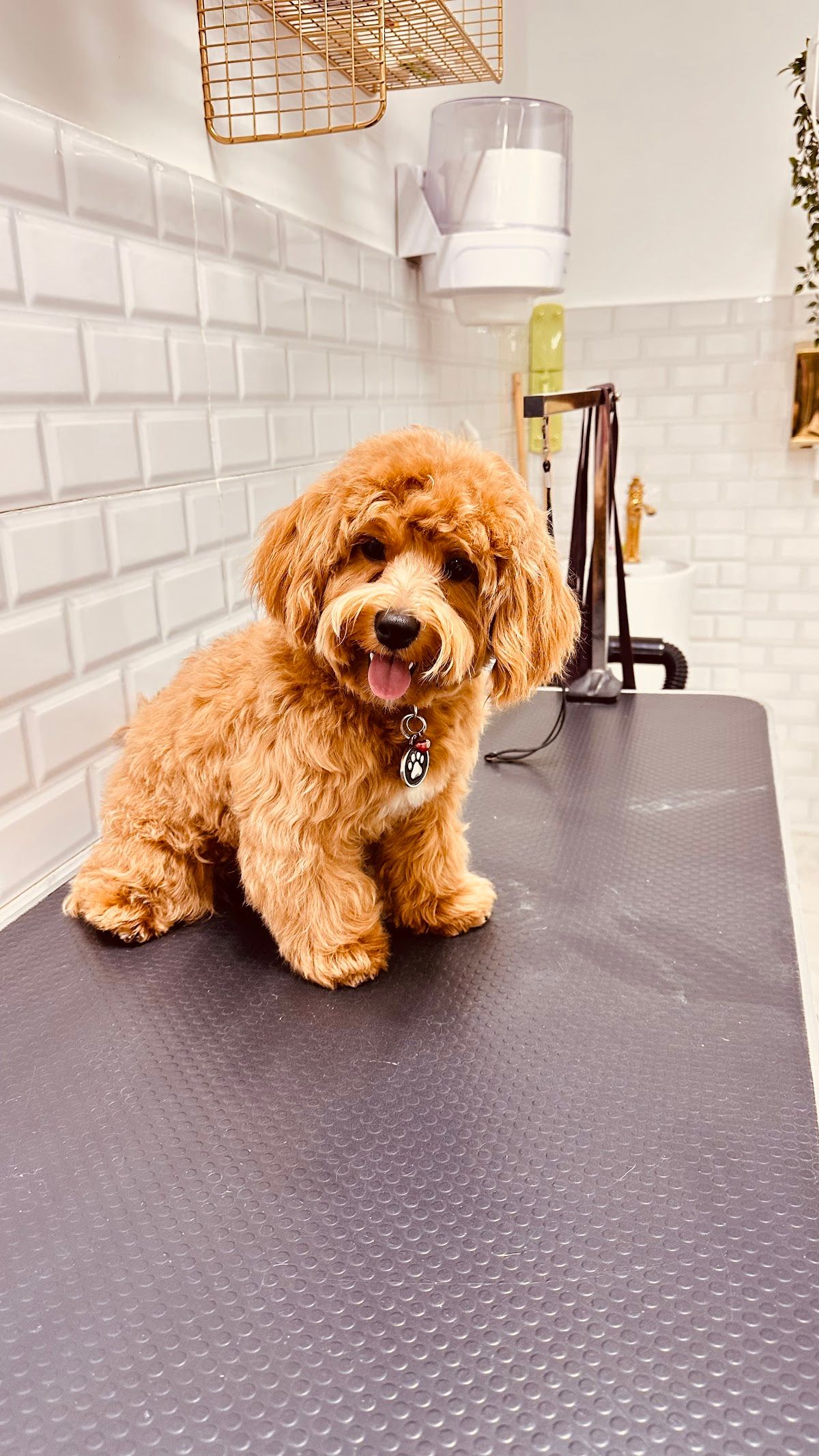 Luxury Paw ( Pet Shop, Pet Grooming, Pet Boarding, Pet Food & Accessories ) 3