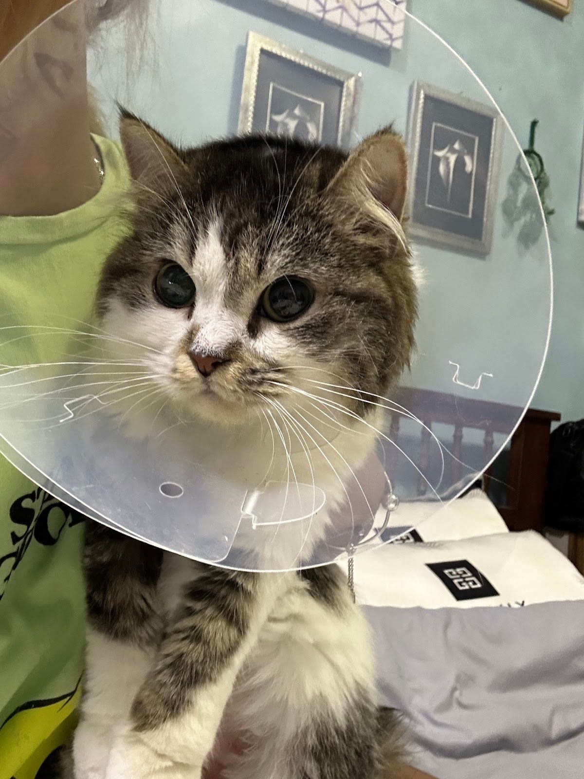 Pawbulance Veterinary Clinic 3