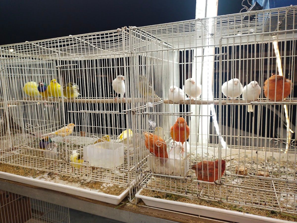 Al Tawash Ornamental Birds & Fish 5