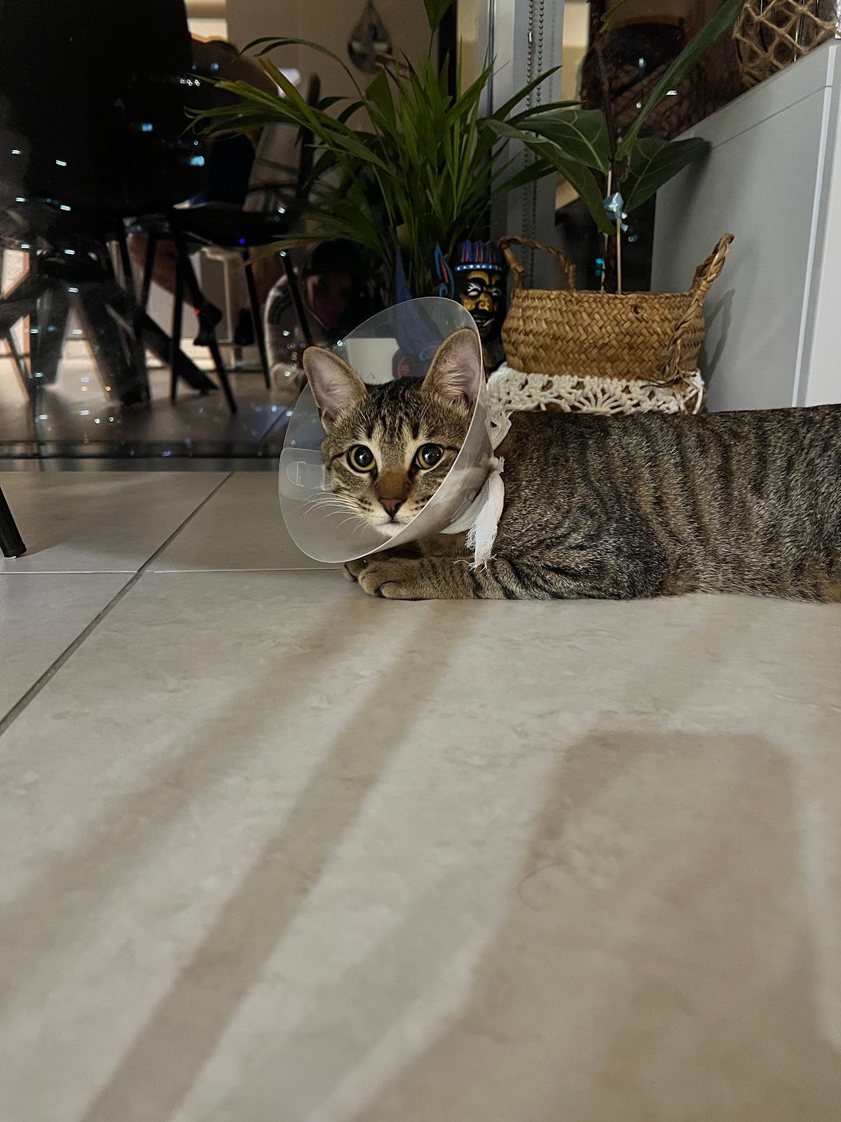 Clinipets Vet Clinic DMCC 4