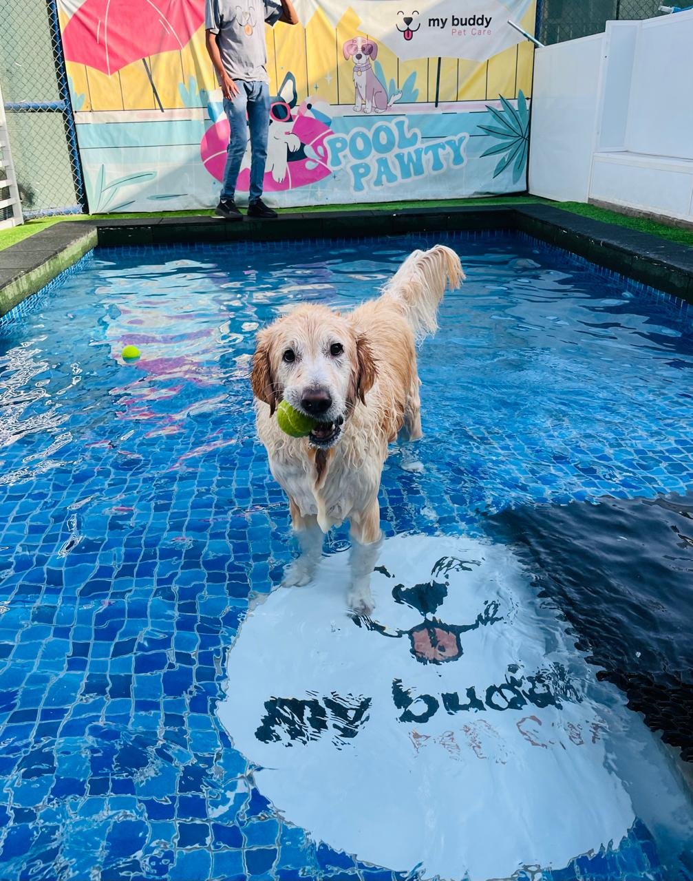 My Buddy Pet Care
