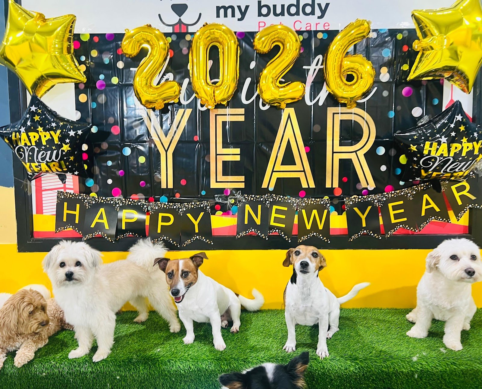 My Buddy Pet Care photo 2