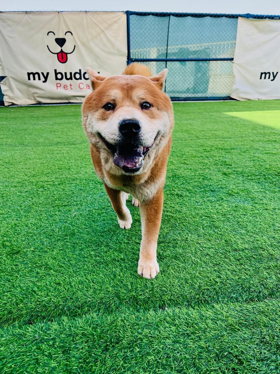 My Buddy Pet Care photo 3