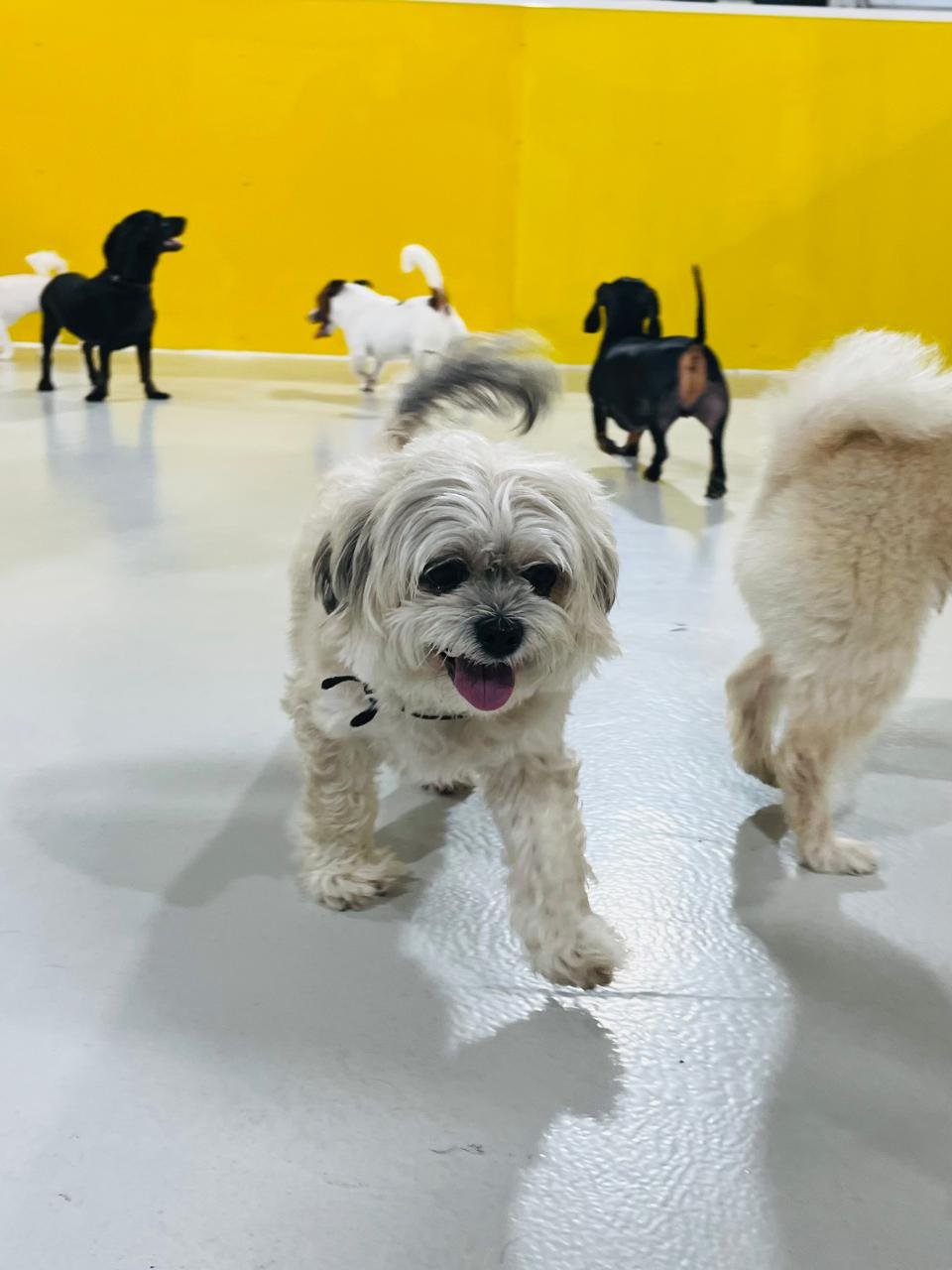 My Buddy Pet Care photo 4
