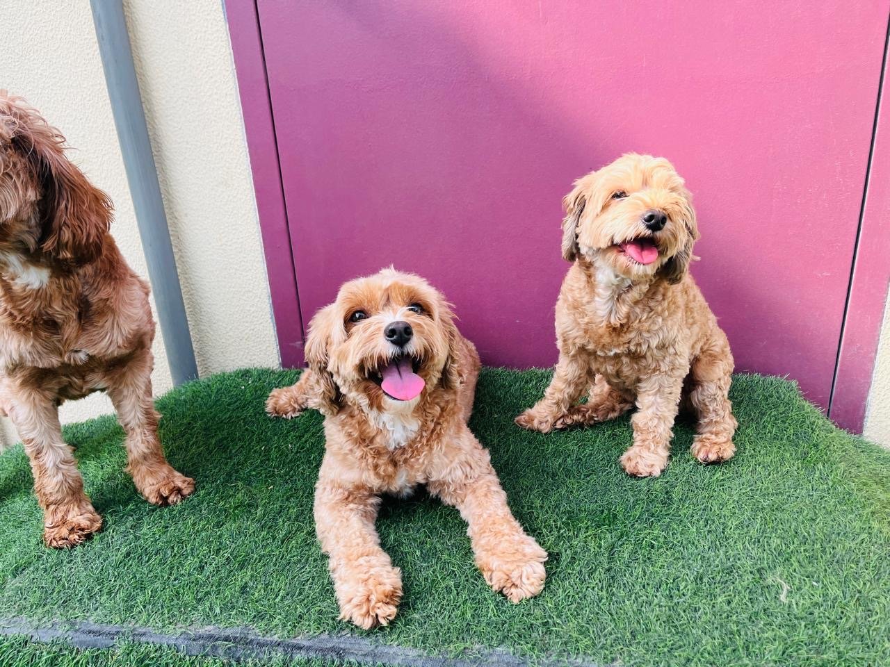 My Buddy Pet Care photo 5