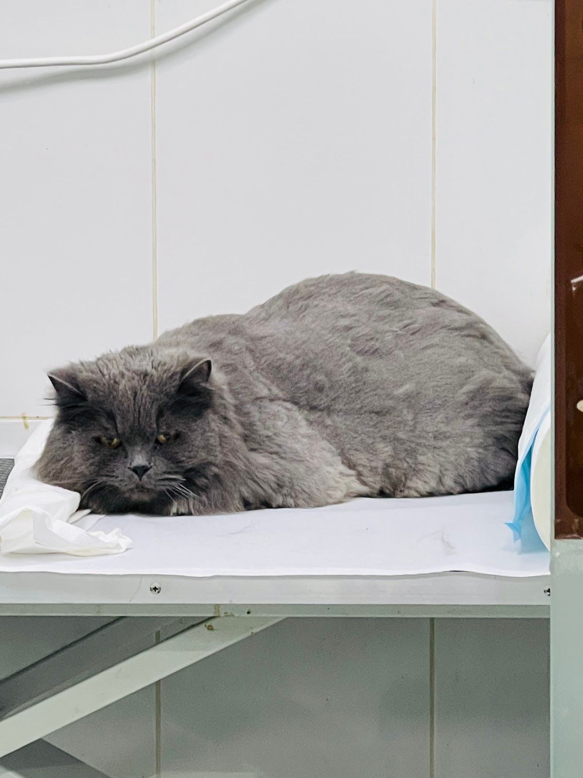 Al Watania Veterinary Clinic 5