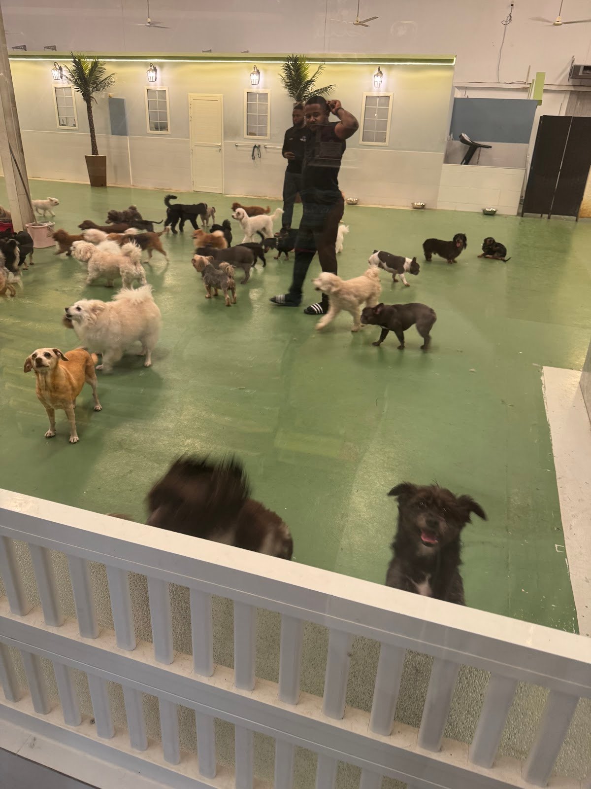 Romis Home Pets Nursery
