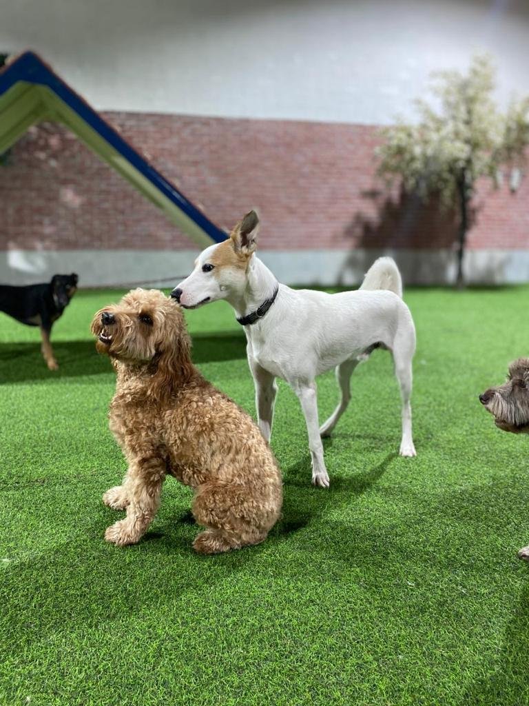 Romis Home Pets Nursery photo 3