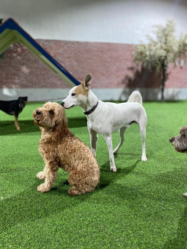 Romis Home Pets Nursery 3
