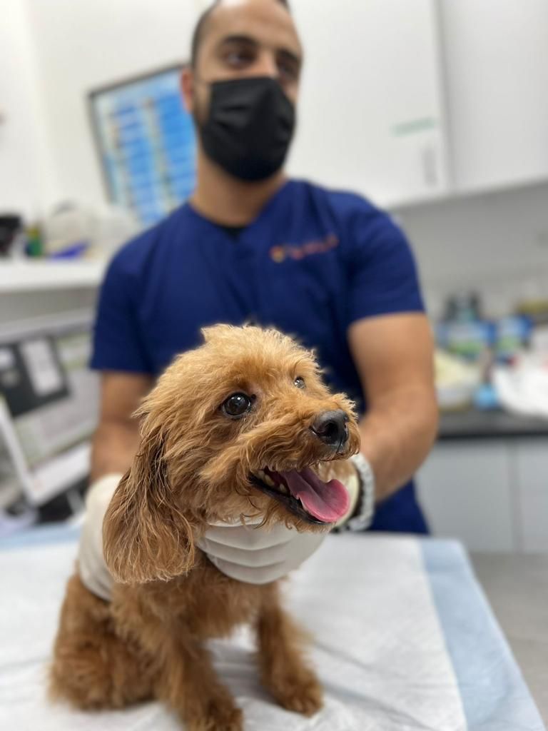 The City Vet Clinic - Mirdif Branch 2