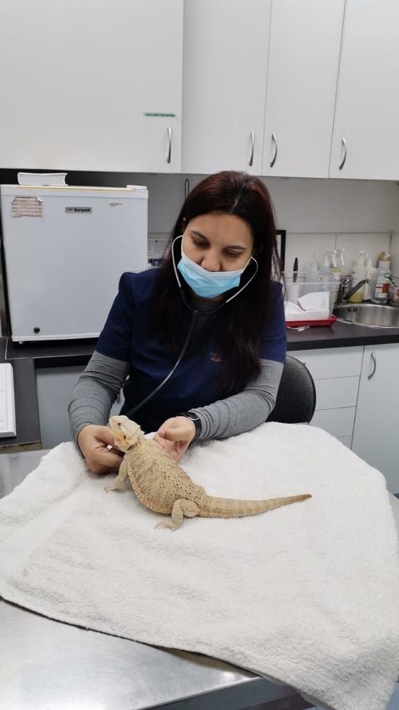 The City Vet Clinic - Mirdif Branch 5