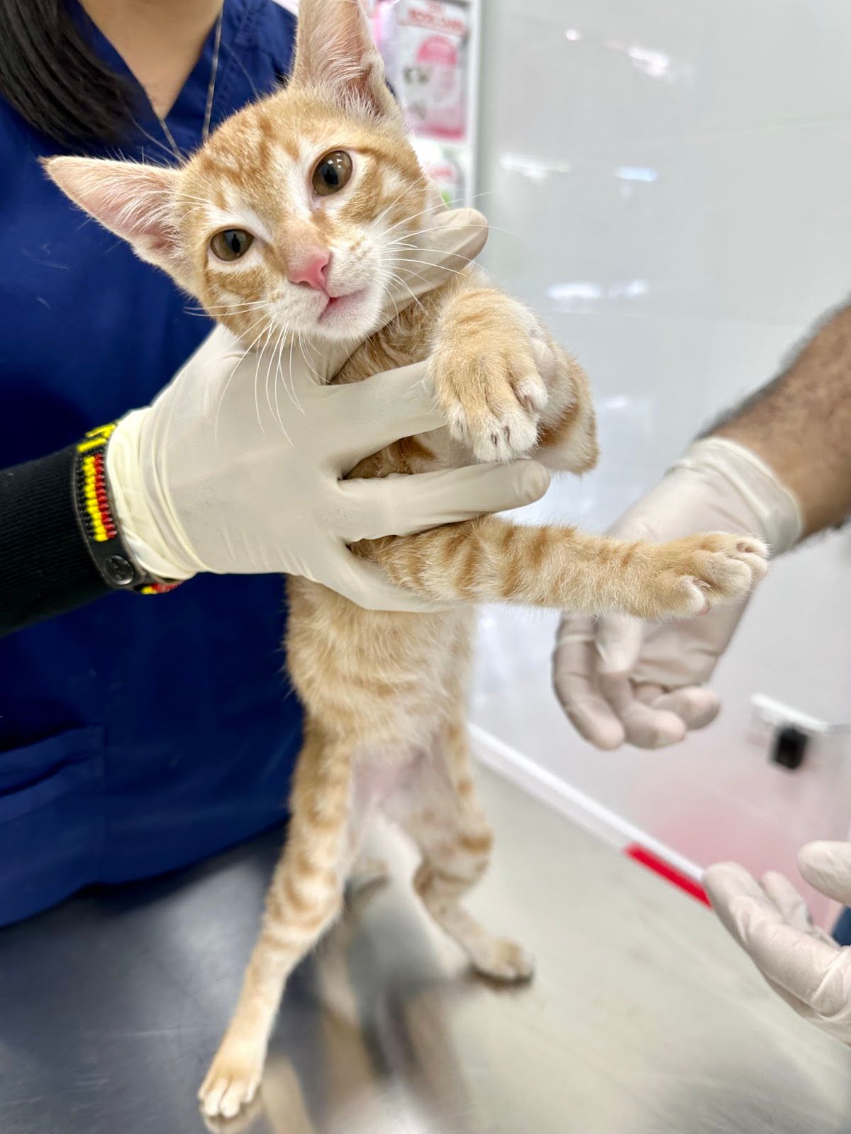 Noble Veterinary Clinic JLT 3