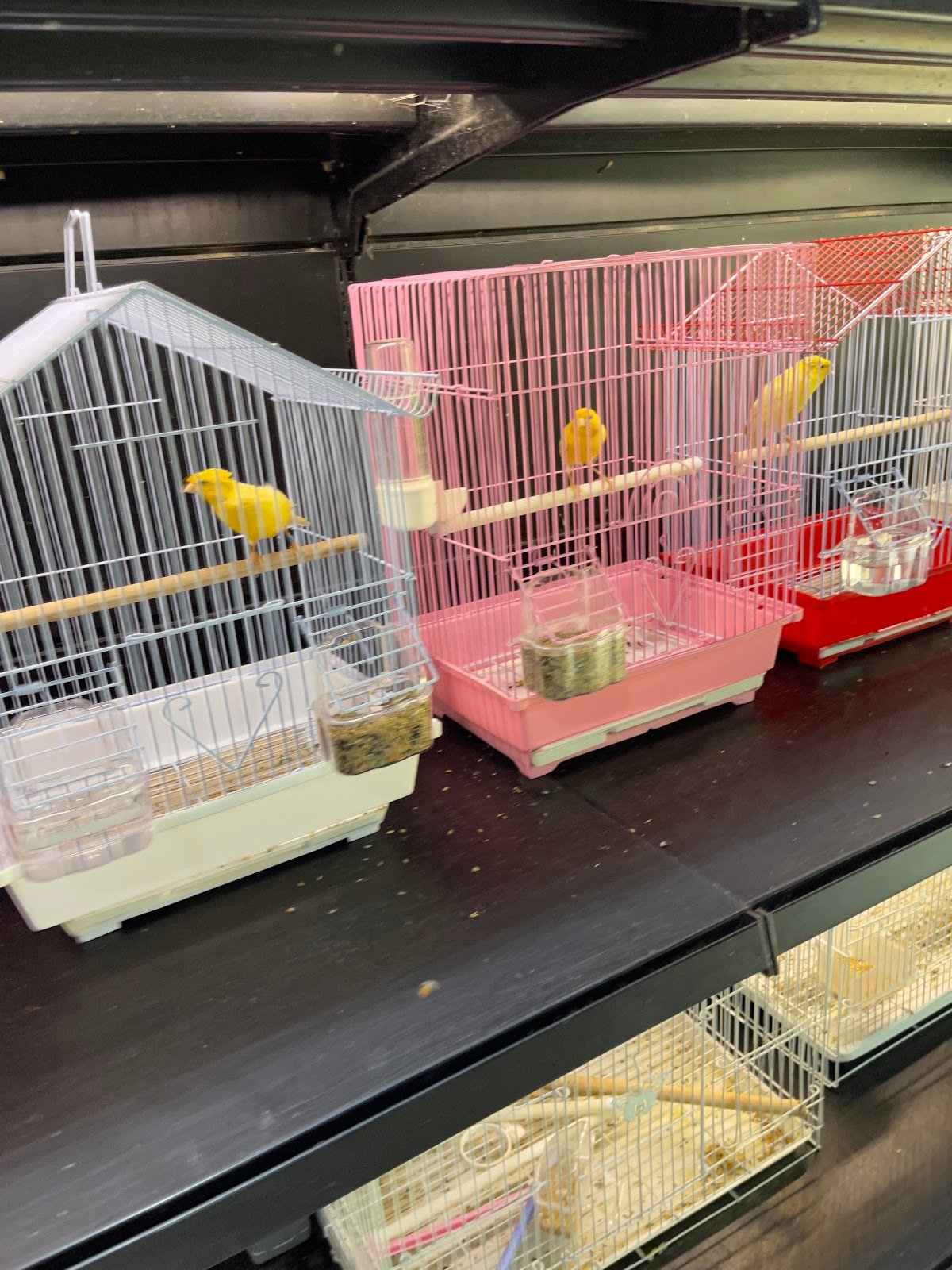 Al Gharab Ornamental Birds Trading photo 2