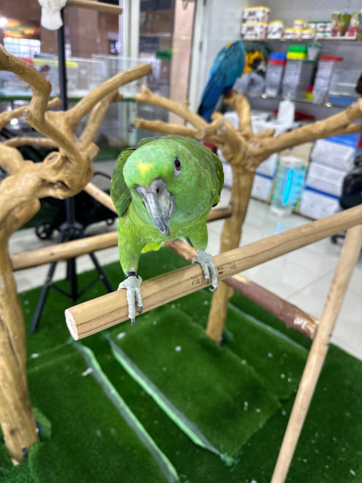 Al Gharab Ornamental Birds Trading photo 3