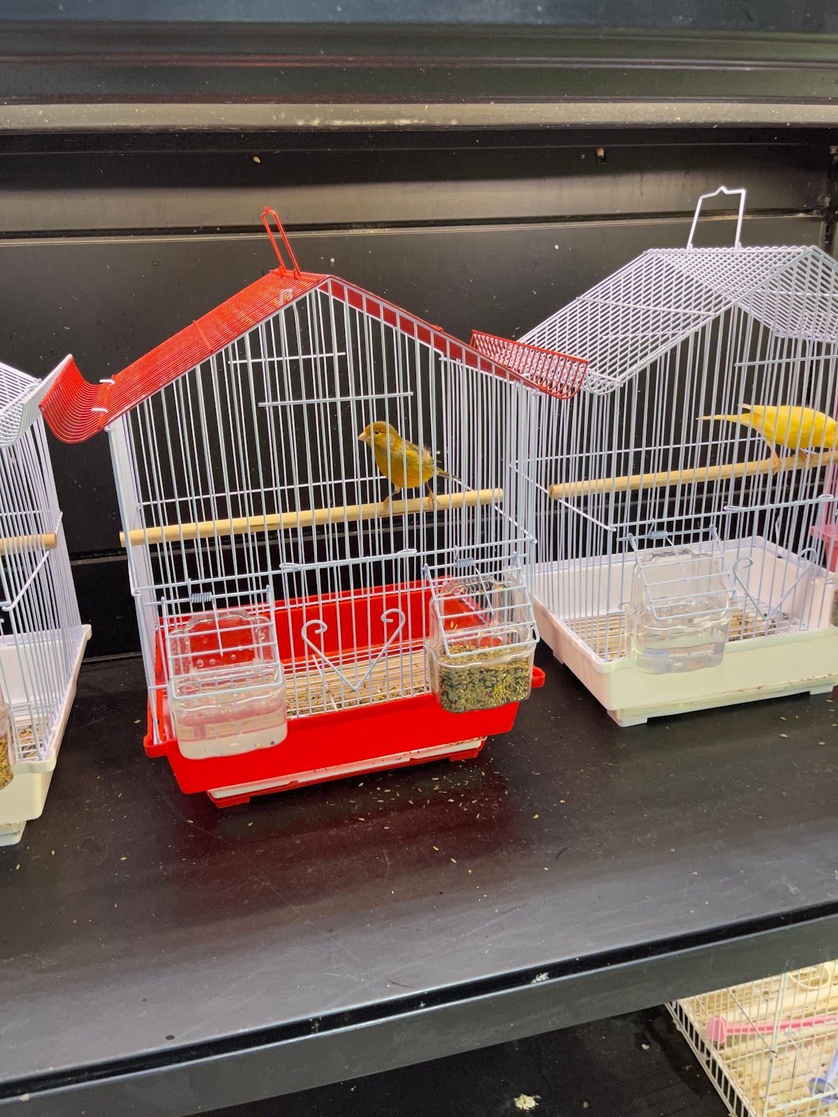 Al Gharab Ornamental Birds Trading 5