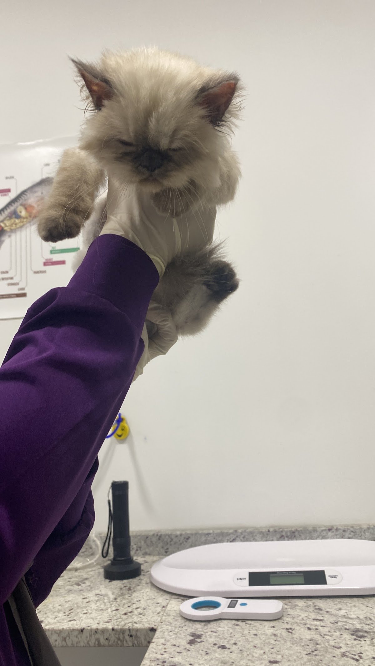 Pet Joy Veterinary Clinic