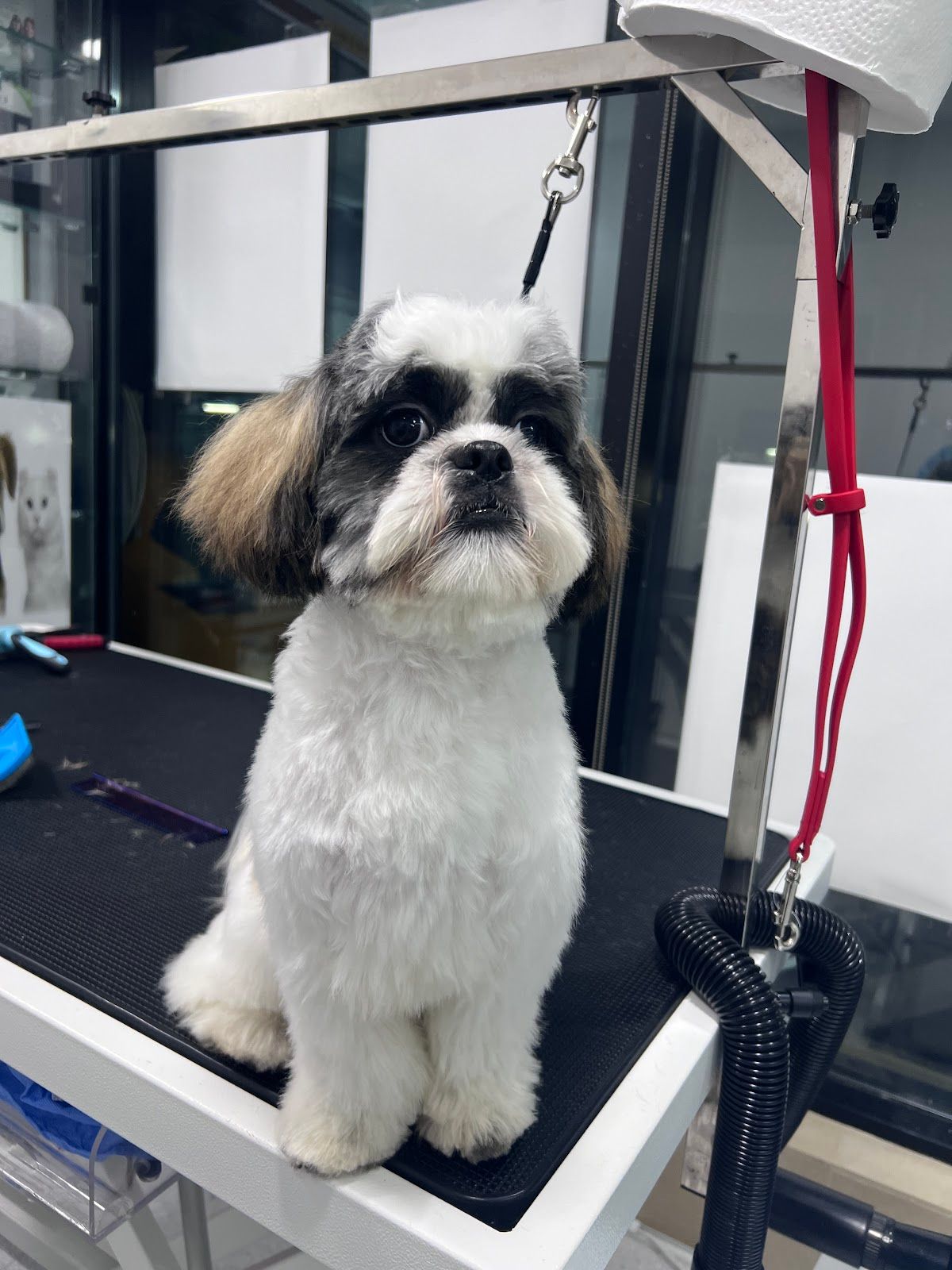 Pet Joy Veterinary Clinic 2