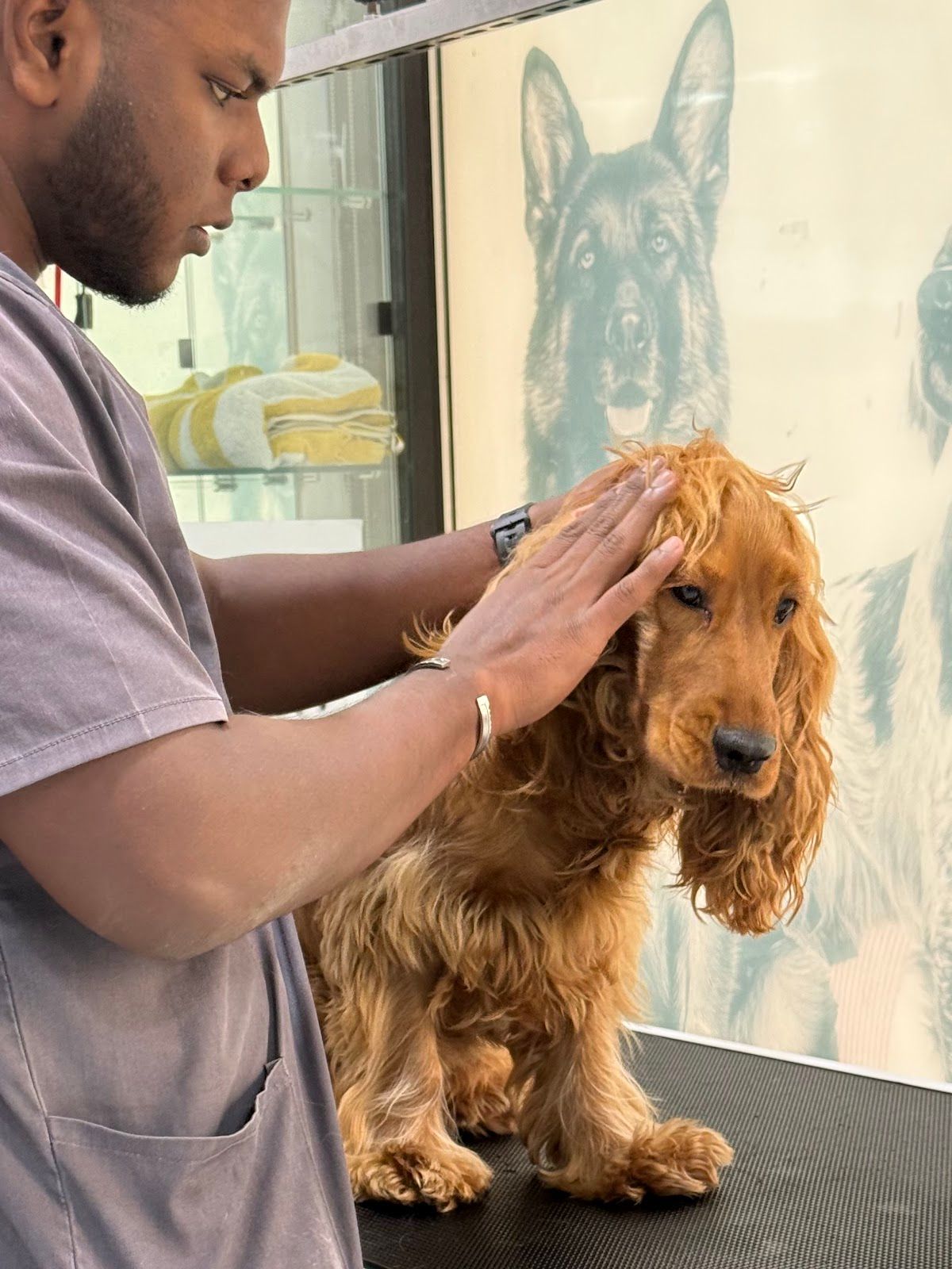 Pet Joy Veterinary Clinic 3