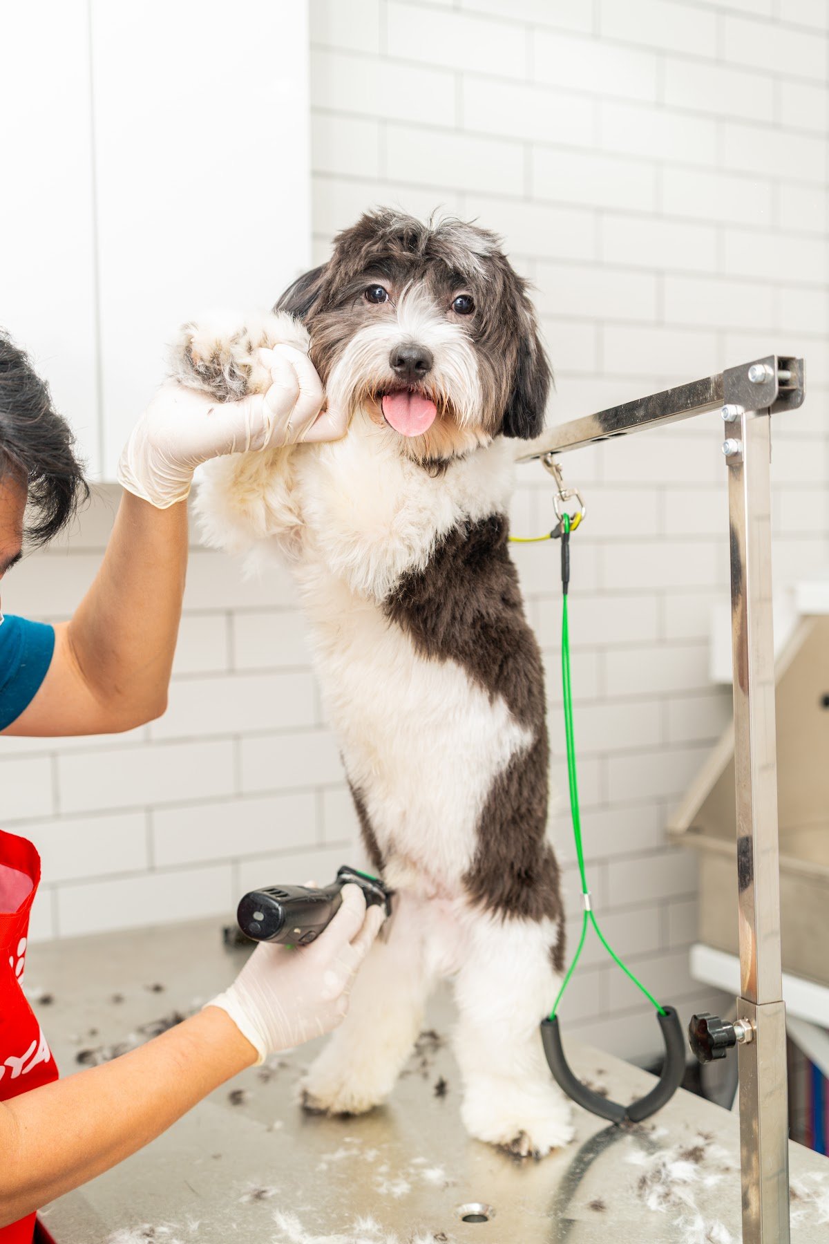 Snap Veterinary Clinic photo 2