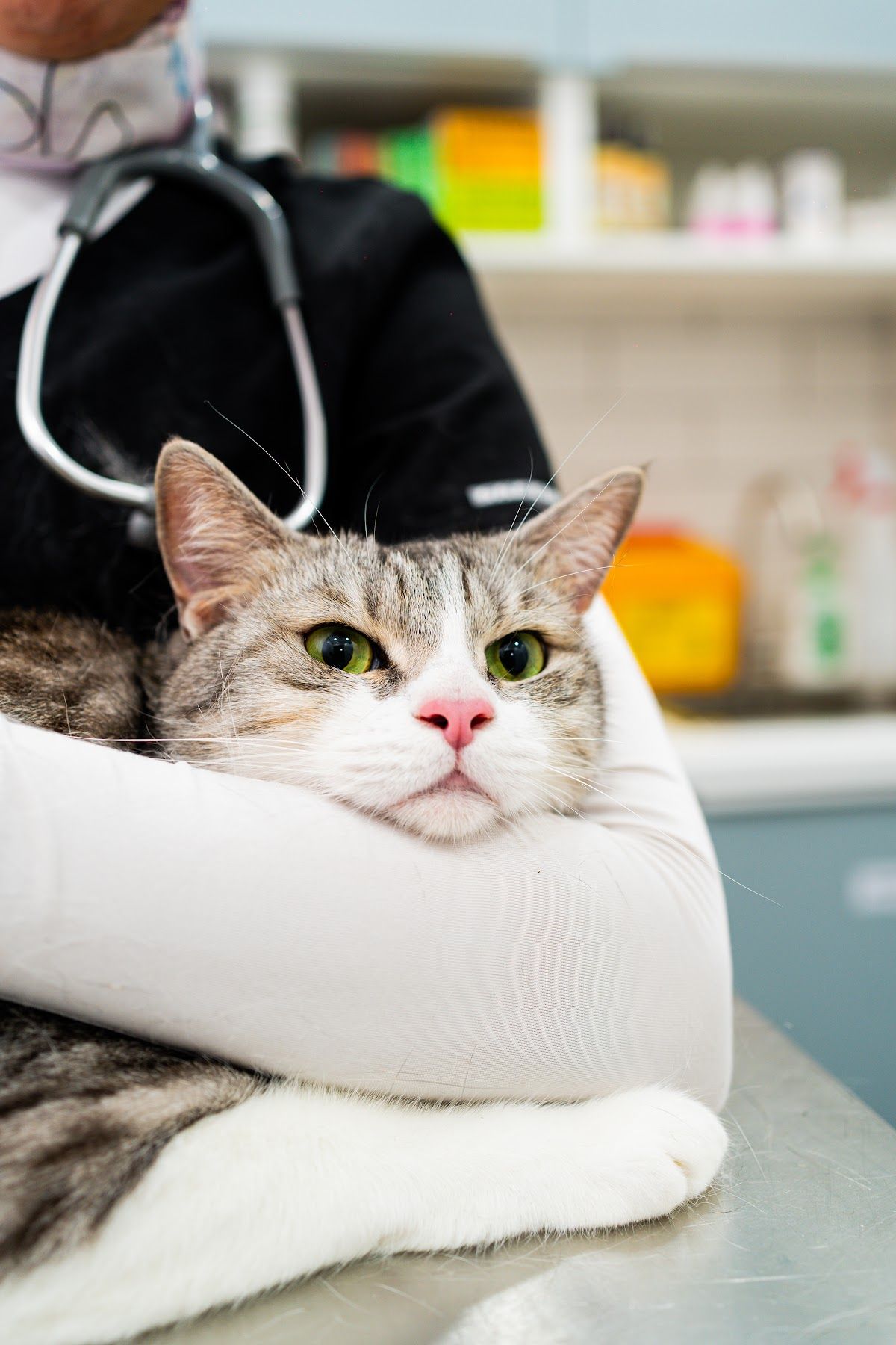 Snap Veterinary Clinic 5