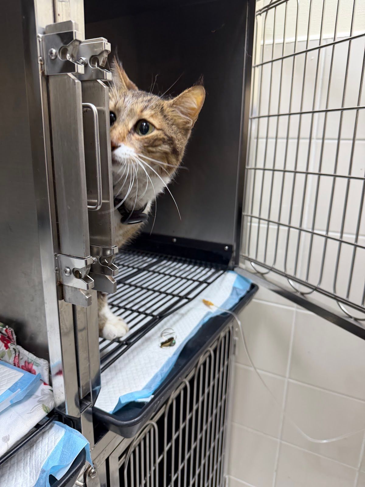 Vet Clinic Dubai - Town Square Nshama 4