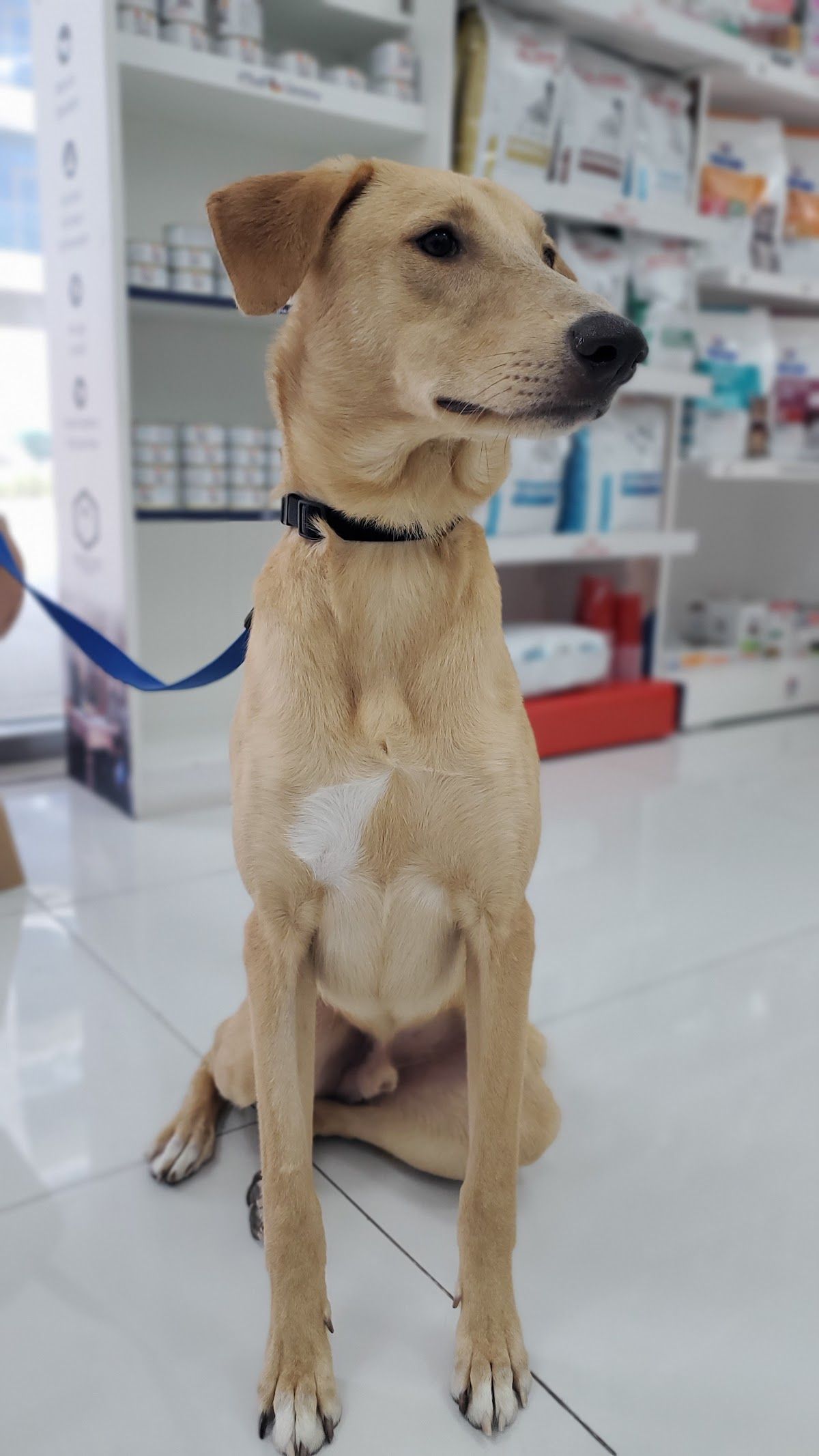Al Falah Veterinary Clinic branch 3