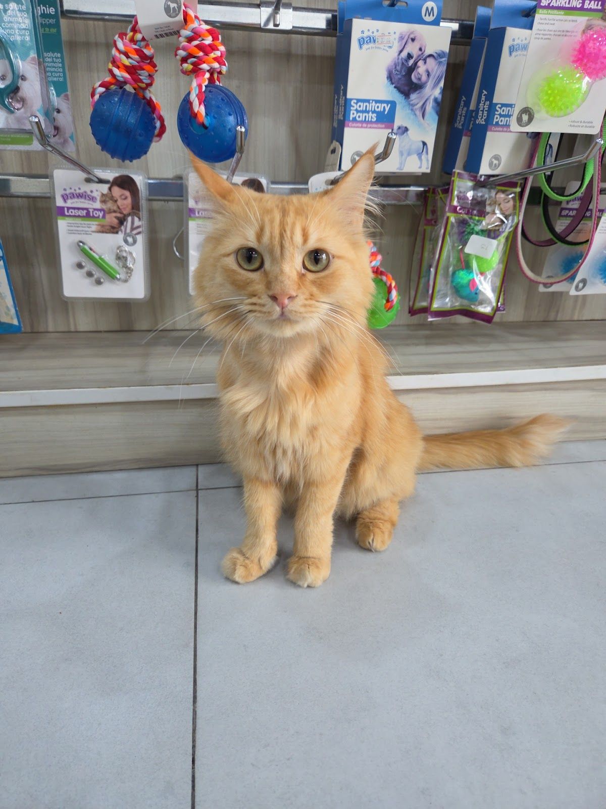 Al Falah Veterinary Clinic branch 4