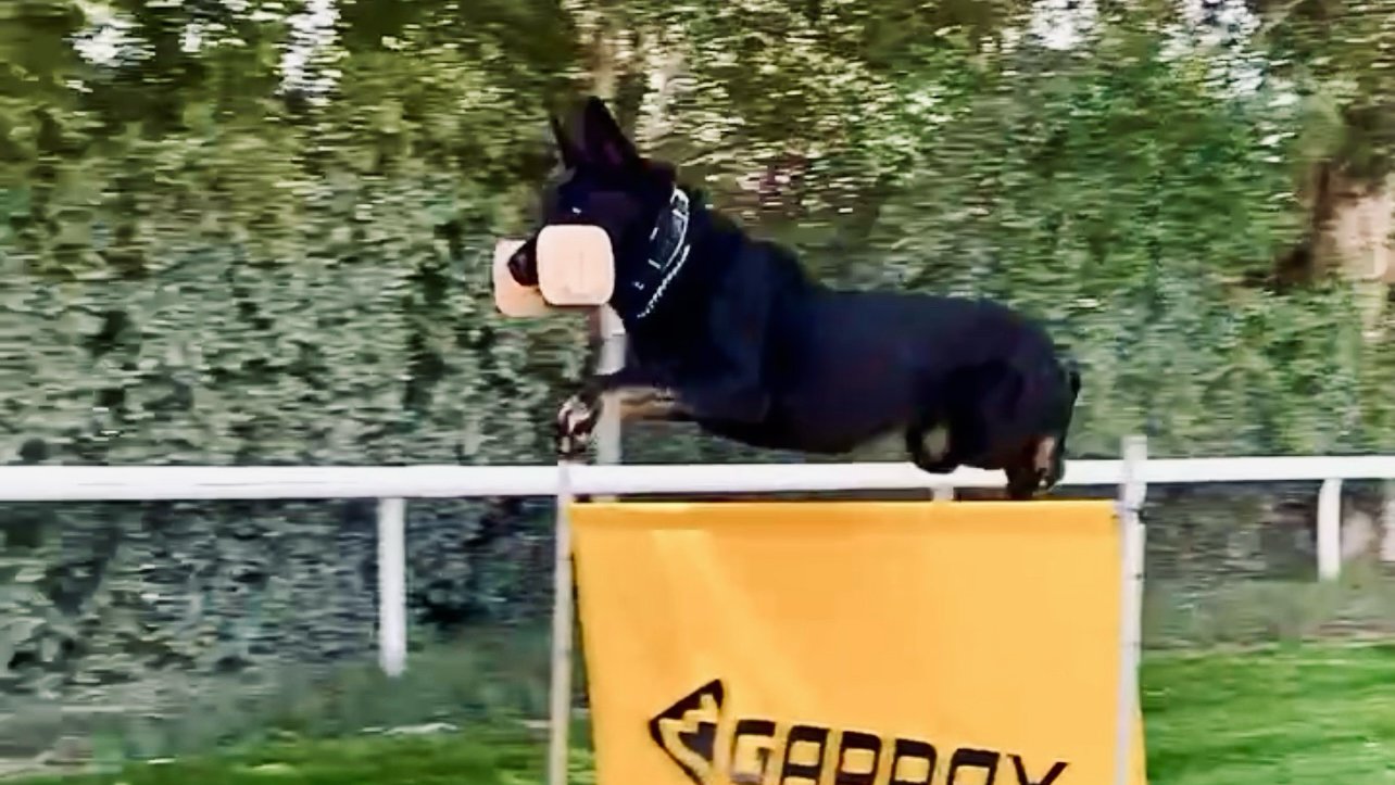 Dogs training pro