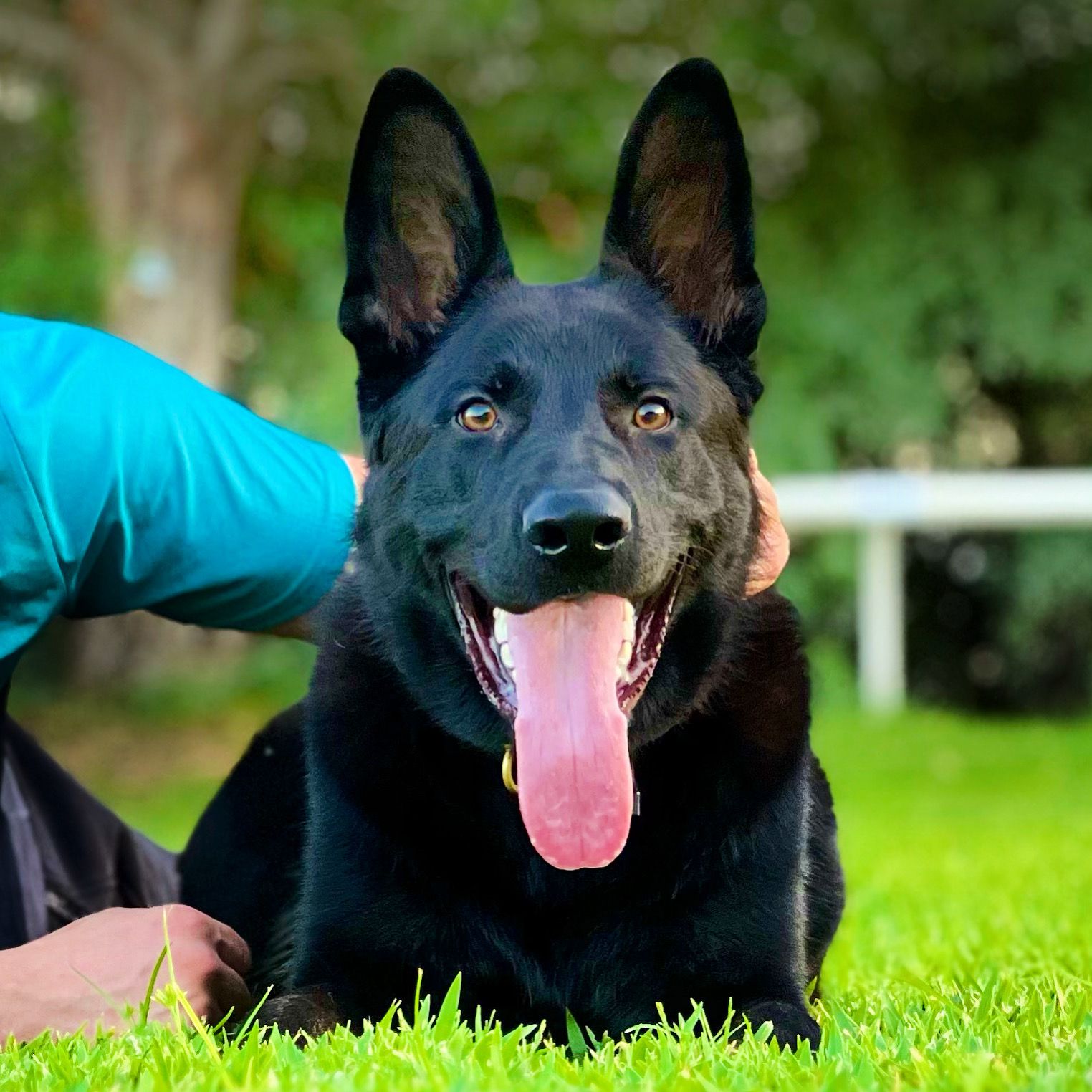 Dogs training pro 3